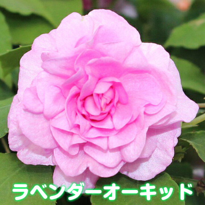 楽天市場 お好きな色を選んでねカリフォルニアローズ フィエスタ １株 あなたの街のお花屋さんイングの森