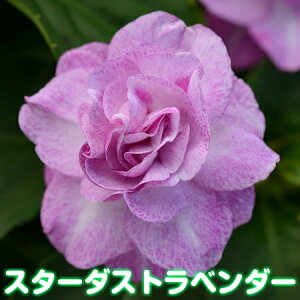 楽天市場 お好きな色を選んでねカリフォルニアローズ フィエスタ １株 あなたの街のお花屋さんイングの森