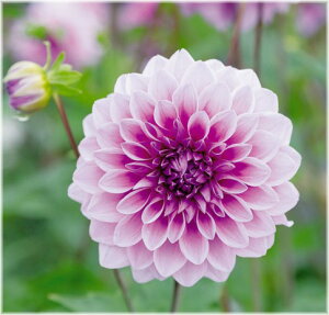 ダリア 苗の人気商品 通販 価格比較 価格 Com