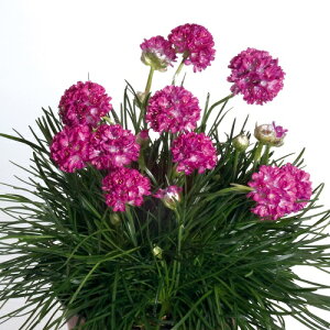 AA@[jOX^[fB[v[Y̎100 {i̔͑EiƓ̏ꍇ͑ȋ̌nɂȂ܂