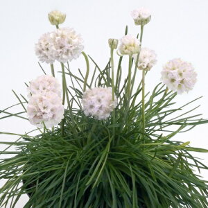 AA@[jOX^[zCg ̎100 {i̔͑EiƓ̏ꍇ͑ȋ̌nɂȂ܂