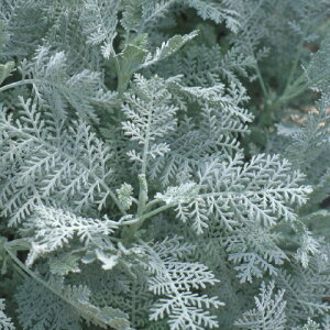 _XeB~[ Vo[[X (V^GMN)2Zbg