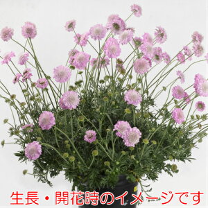 楽天市場 大輪スカビオサ アメジストピンク 1株耐寒性宿根草 イングリッシュガーデン 季節の花苗 寄せ植えに あなたの街のお花屋さんイングの森