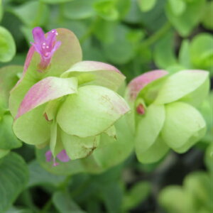 Ϗܗpn[u IKm ~tB[@1 (a9cm`10.5cm) |bgc