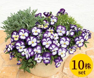 FX~ m[u |bgc 10Zbg  pW[ rI c CObVK[f 񂹐A