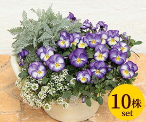 FX~ Cu[ |bgc@10Zbg  pW[ rI c CObVK[f 񂹐AZbg