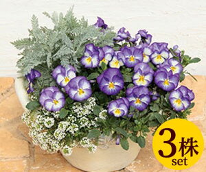 FX~ Cu[ |bgc@3ZbgpW[ rI ݂ c 񂹐A