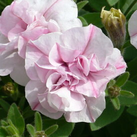 ペチュニア 桜ふたえ 1株 寄せ植え 季節の花苗 イングリッシュガーデンに