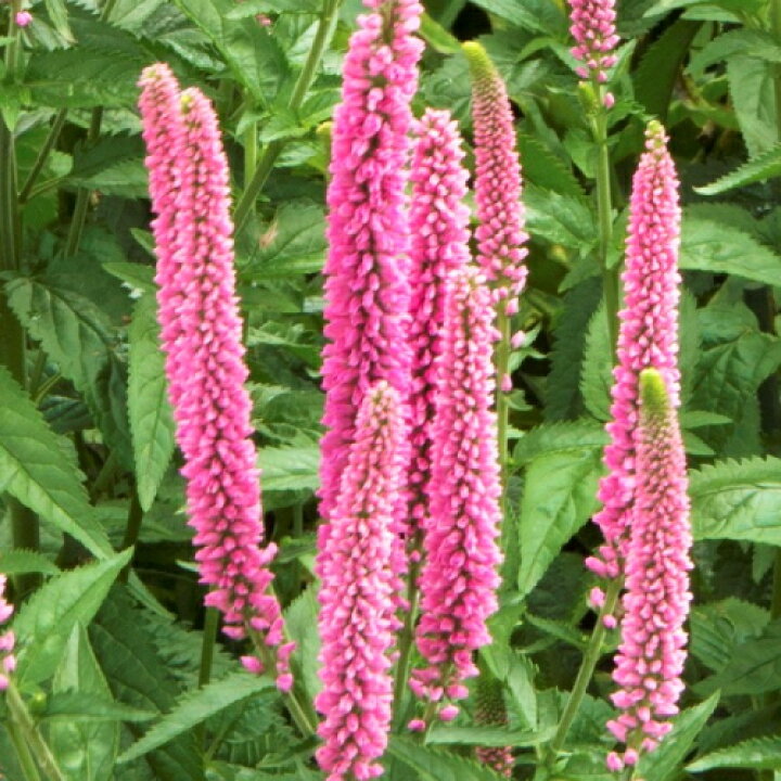 楽天市場 宿根草 ベロニカ ファーストシリーズ ファースト キス 3号 直径9cm ポット苗１株 あなたの街のお花屋さんイングの森