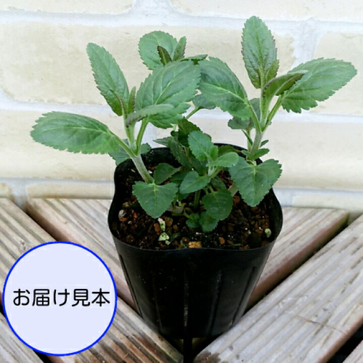 楽天市場 宿根草 ベロニカ ファーストラブ １株 あなたの街のお花屋さんイングの森