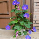 宿根朝顔（あさがお）ブルー 6号鉢行灯仕立て　蕾もいっぱい！毎年咲く 琉球朝顔 日よけ 猛暑対策 緑のカーテン 送料…