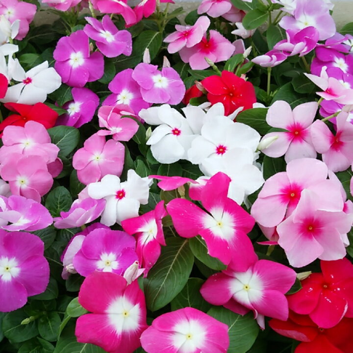 楽天市場 ニチニチソウ 日々草 色ミックスポットセット 全国送料無料ですが他品との同梱は出来ません あなたの街のお花屋さんイングの森