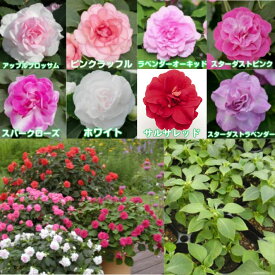 楽天市場 フィエスタ 花の通販