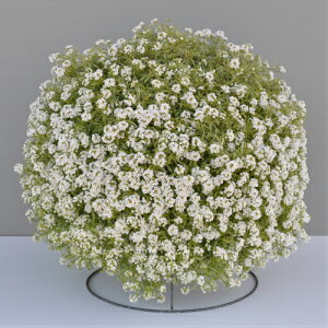 PWEh{n X[p[AbT iuAEnCubhjtXeBiCg 3.5ia10.5cmj|bgc1 ԕc ϊ Ϗ Ԃ̕c h c