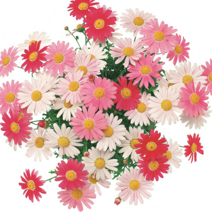 楽天市場 マーガレット ストロベリーホイップ 色変わりマルチカラー １株 花苗 宿根草 栄養系 苗 花の苗 あなたの街のお花屋さんイングの森