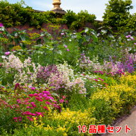 イングの森 オススメ花苗セット 10品種 花苗 苗 ガーデニング＊全国送料無料・他品同梱可 プレゼントに