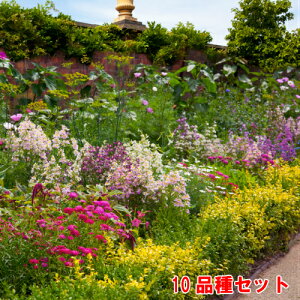 苗 花苗セットの人気商品 通販 価格比較 価格 Com 苗 花苗セットの人気商品 通販 価格比較 価格 Com