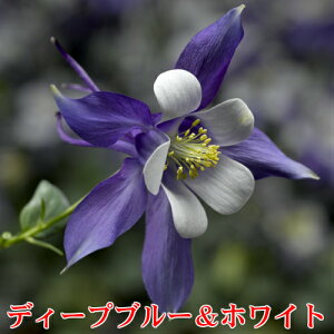 楽天市場 アクイレギア 西洋オダマキ キリガミシリーズ １株 宿根草 寄せ植え 鉢花 イングリッシュガーデン あなたの街のお花屋さんイングの森