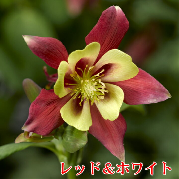 楽天市場 アクイレギア 西洋オダマキ キリガミシリーズ １株 宿根草 寄せ植え 鉢花 イングリッシュガーデン あなたの街のお花屋さんイングの森