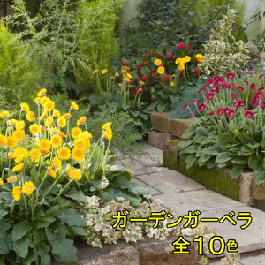 楽天市場 宿根草 多年草 春 夏楽しむ その１ ア コ ガーベラ 周年開花のガーデンガーベラ あなたの街のお花屋さんイングの森