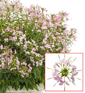 楽天市場 一年草 夏 秋楽しむ クレオメ あなたの街のお花屋さんイングの森