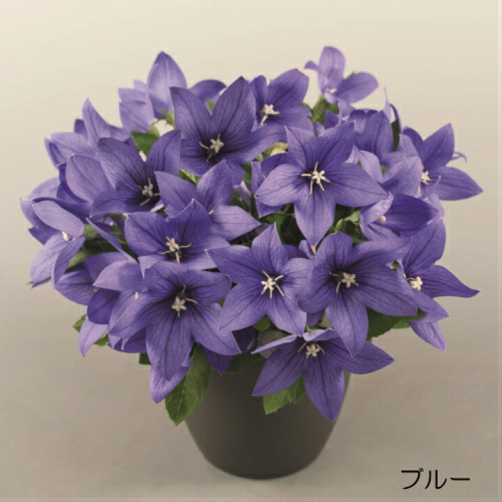 楽天市場 キキョウ ポップスター 選べる3色 あなたの街のお花屋さんイングの森