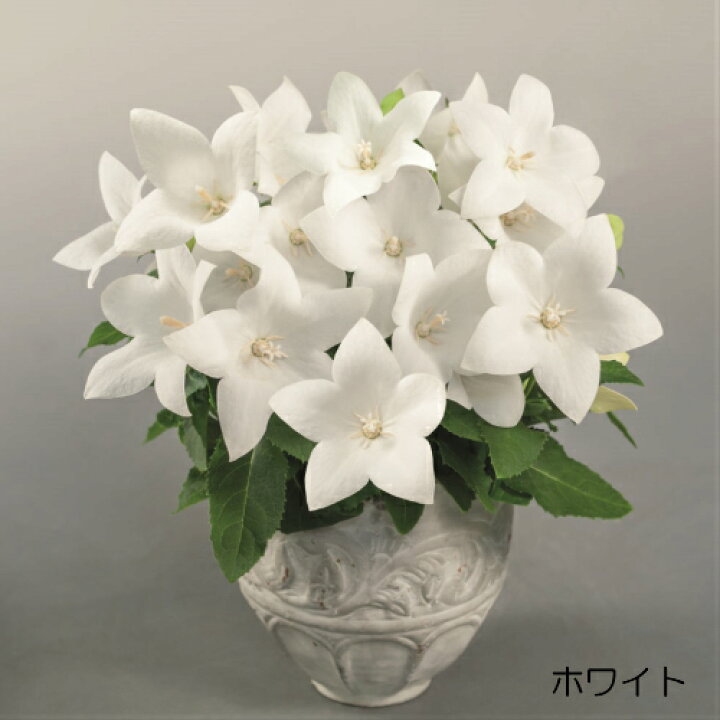 楽天市場 キキョウ ポップスター 選べる3色 あなたの街のお花屋さんイングの森