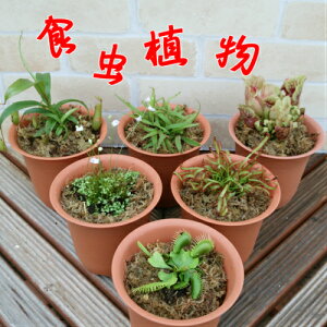 観葉植物 種 苗の人気商品 通販 価格比較 価格 Com