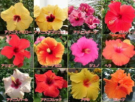 楽天市場 家庭樹 鉢植え向きの花木 その２ ハイビスカス ハイビスカスの鉢花 あなたの街のお花屋さんイングの森