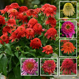 楽天市場 エキナセア 種の通販