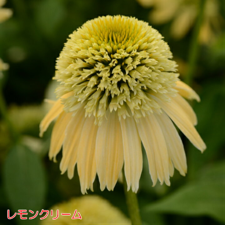 楽天市場 エキナセア 八重咲き ダブルスクープ 選べる6色 1株 宿根草 夏花壇 切り花 耐寒性 あなたの街のお花屋さんイングの森