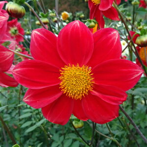 ダリア 苗の人気商品 通販 価格比較 価格 Com