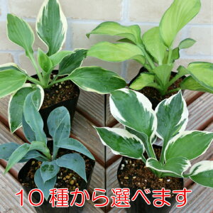 種 ギボウシ 苗の人気商品 通販 価格比較 価格 Com