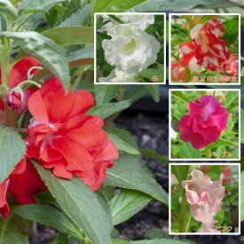 楽天市場 ホウセンカ ガーデニング 農業 花 ガーデン Diy の通販