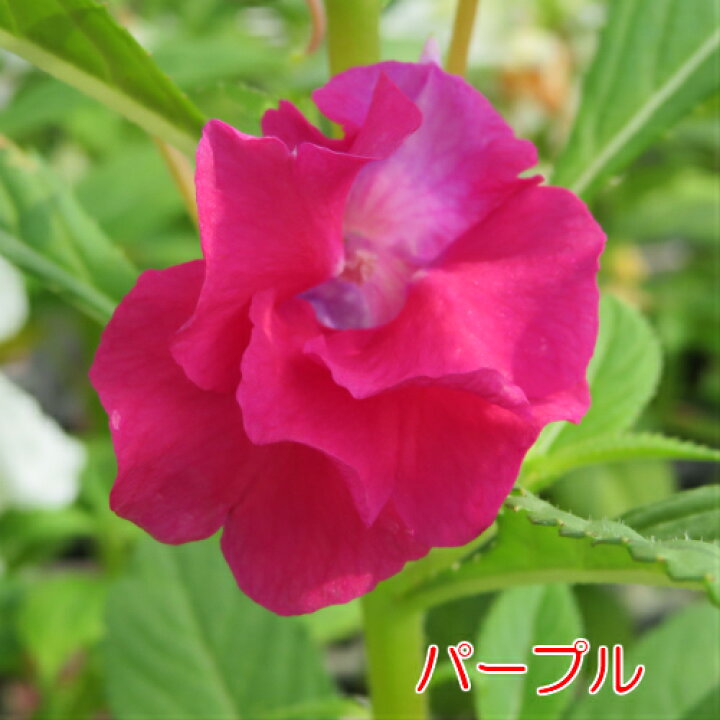 楽天市場 ホウセンカ ほうせんか の苗 5色から選べる２株セット あなたの街のお花屋さんイングの森