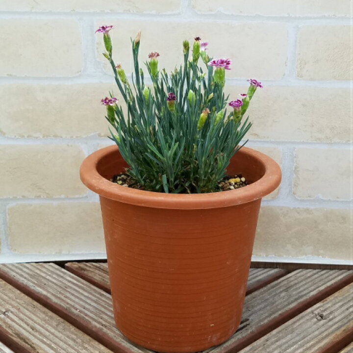 楽天市場 ダイアンサス なでしこ ピンクキッス 5号鉢 これが宿根草の力 あなたの街のお花屋さんイングの森