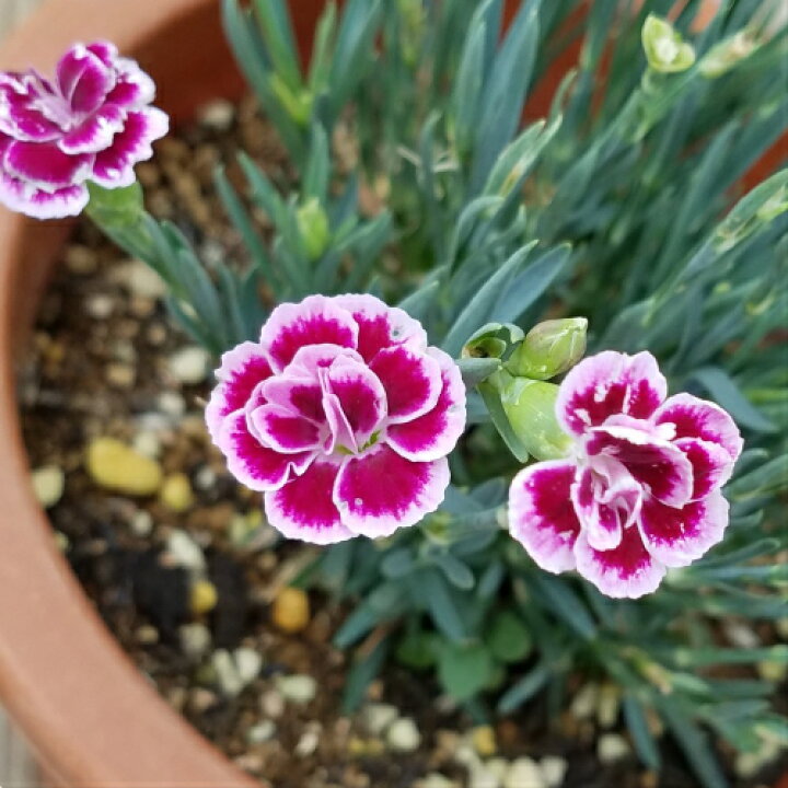 楽天市場 ダイアンサス なでしこ ピンクキッス 5号鉢 これが宿根草の力 あなたの街のお花屋さんイングの森 楽天市場 ダイアンサス なでしこ ピンクキッス 5号鉢 これが宿根草の力 あなたの街のお花屋さんイングの森