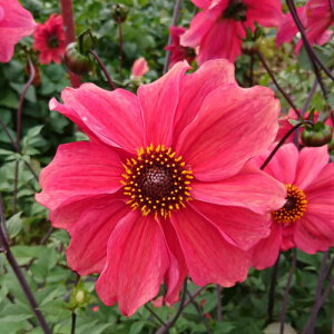 ダリア 苗の人気商品 通販 価格比較 価格 Com