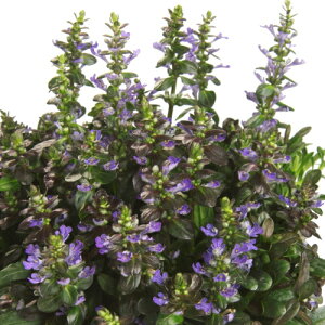 AWK `R[g`bv1 ԐFFn h VF[hK[f A A CObVK[f