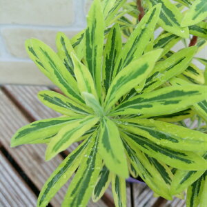 [tHrAJ[[t S[fC{[ 1tF̕ωy߂܂ ϊh CObVK[f