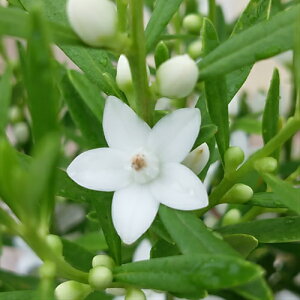生花 ホワイトスターの人気商品 通販 価格比較 価格 Com 生花 ホワイトスターの人気商品 通販 価格比較 価格 Com
