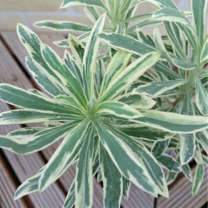 [tHrA@J[[t Vo[X@3.5 (a10.5cm) |bgc@1tF̕ωy߂܂ ϊh CObVK[f