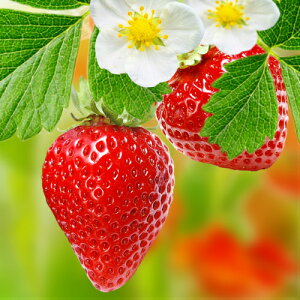 C`S (  ) ArI |bgc1 lGȂ  c