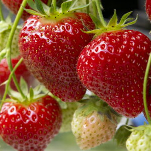 C`S (  ) Cx[ |bgc1  c