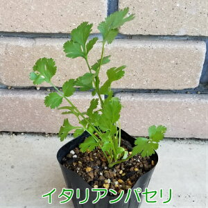 イタリアンパセリ 苗の人気商品 通販 価格比較 価格 Com