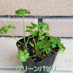 パセリ 苗の人気商品 通販 価格比較 価格 Com パセリ 苗の人気商品 通販 価格比較 価格 Com