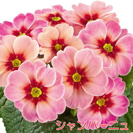 楽天市場 宿根 ビオラ 苗物 ガーデニング 農業 花 ガーデン Diyの通販