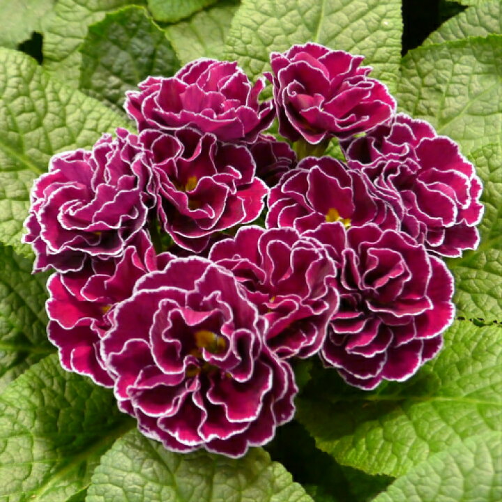 楽天市場 プリムラ ジュリアンあずき色の恋 １株 花苗 冬咲き 宿根草 苗 鉢植え 庭植え ガーデニング 寄せ植え等に あなたの街のお花屋 さんイングの森