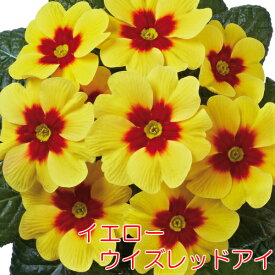 楽天市場 宿根 ビオラ 苗物 ガーデニング 農業 花 ガーデン Diyの通販