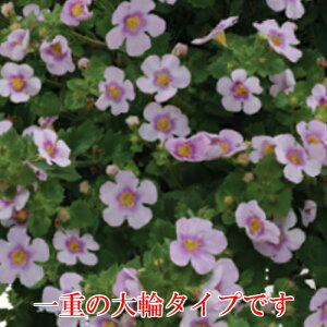 楽天市場 ステラ スコピア バコパ ガリバー ピンクハート 1株 宿根草 寄せ植え グランドカバー 季節の鉢花に あなたの街のお花屋さんイングの森 楽天市場 ステラ スコピア バコパ ガリバー ピンクハート 1株 宿根草 寄せ植え グランドカバー 季節の鉢花に あなたの街のお花屋さんイングの森